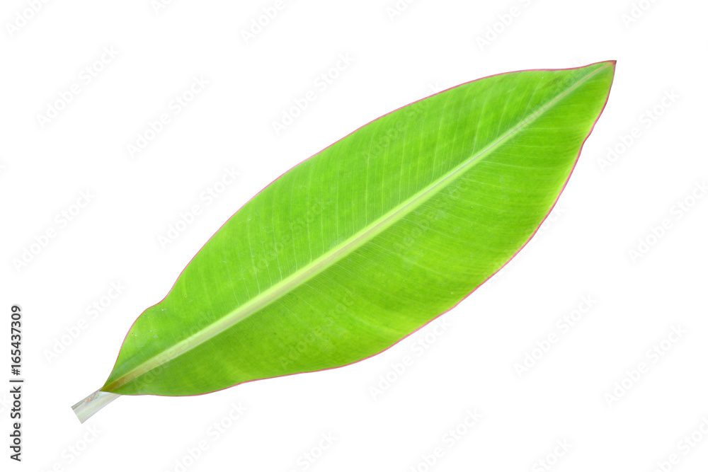 Obraz premium Banana leaves white background