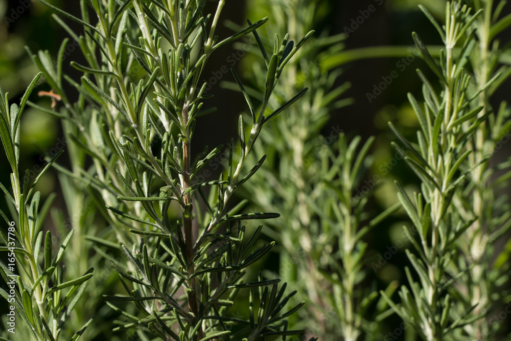 Fototapeta premium Closeup of rosemary plant
