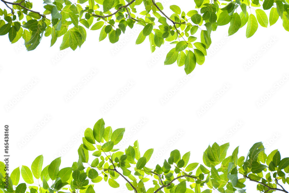 Green leaves on a white background