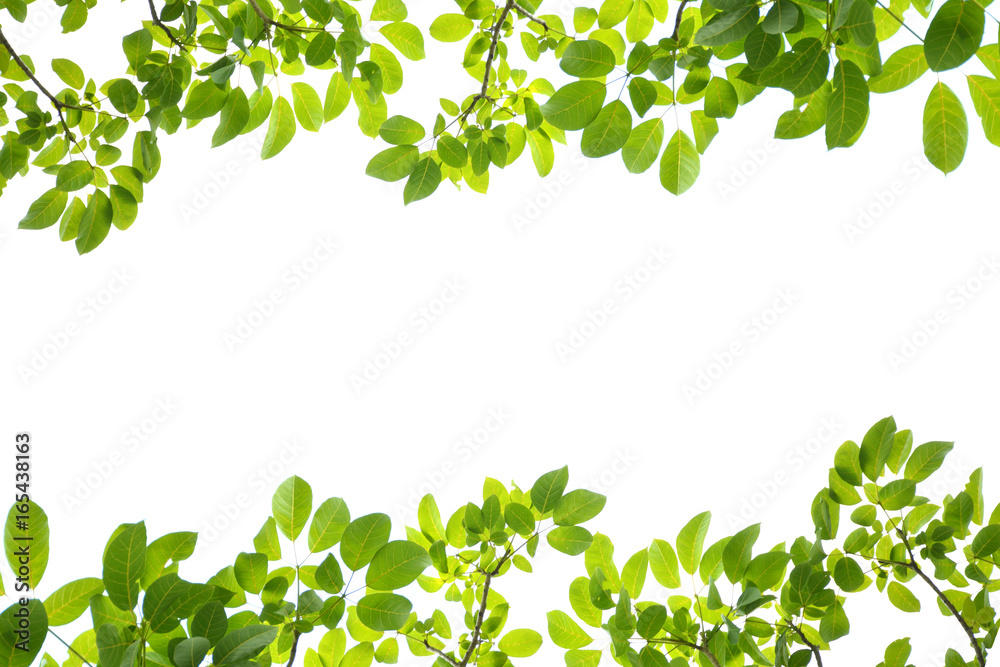 Green leaves on a white background Green leaves on a white background