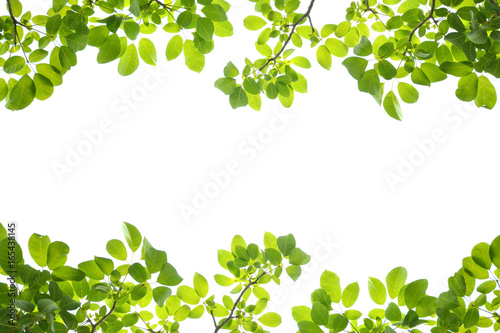 Green leaves on a white background © buraratn