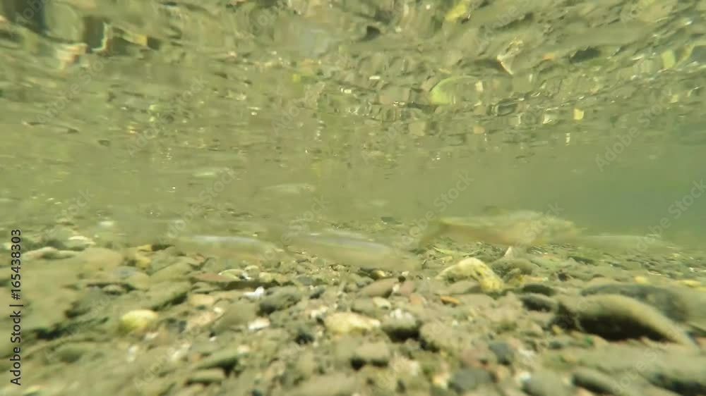 Fische Unterwasseraufnahme in der Ruhr Fische Unterwasseraufnahme in der Ruhr
