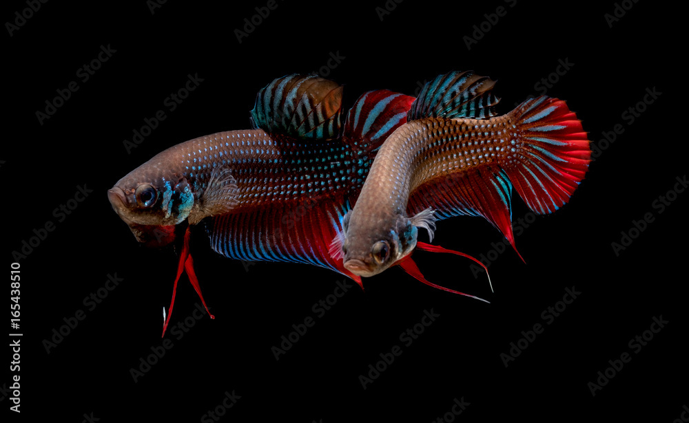 Fototapeta premium crayfish