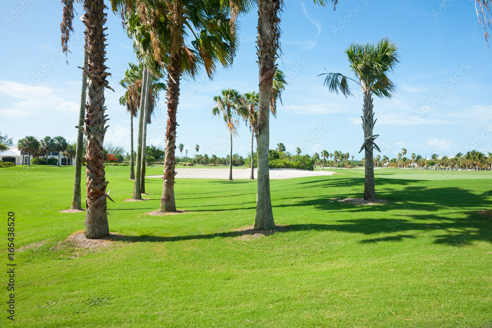 Palm trees cast shadow over golf course fairway Palm trees cast shadow over golf course fairway