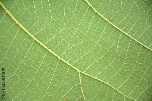 Behind Green Leaf Background
