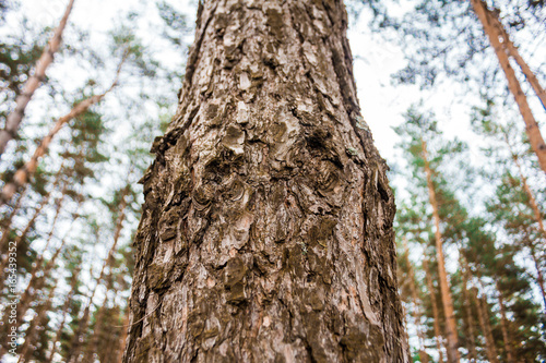 Beautifull texture of one stem of tree