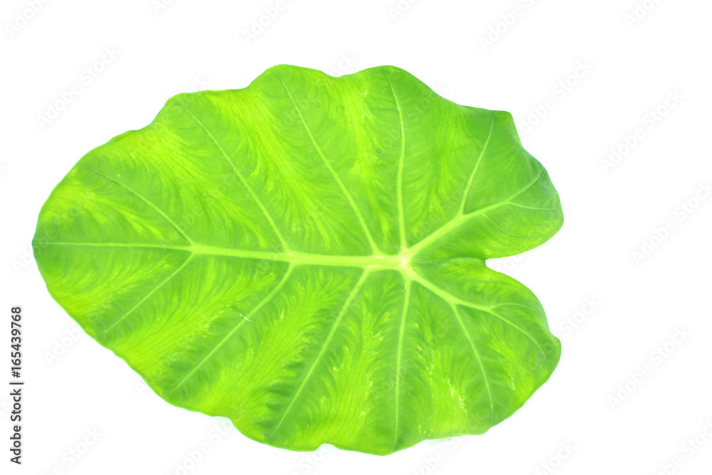Fototapeta premium Caladium green leaf isolated on white background.Caladium bicolor vent.