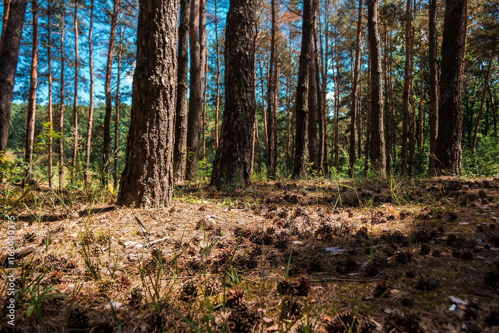 Pine forest with dry needles and cones Pine forest with dry needles and cones