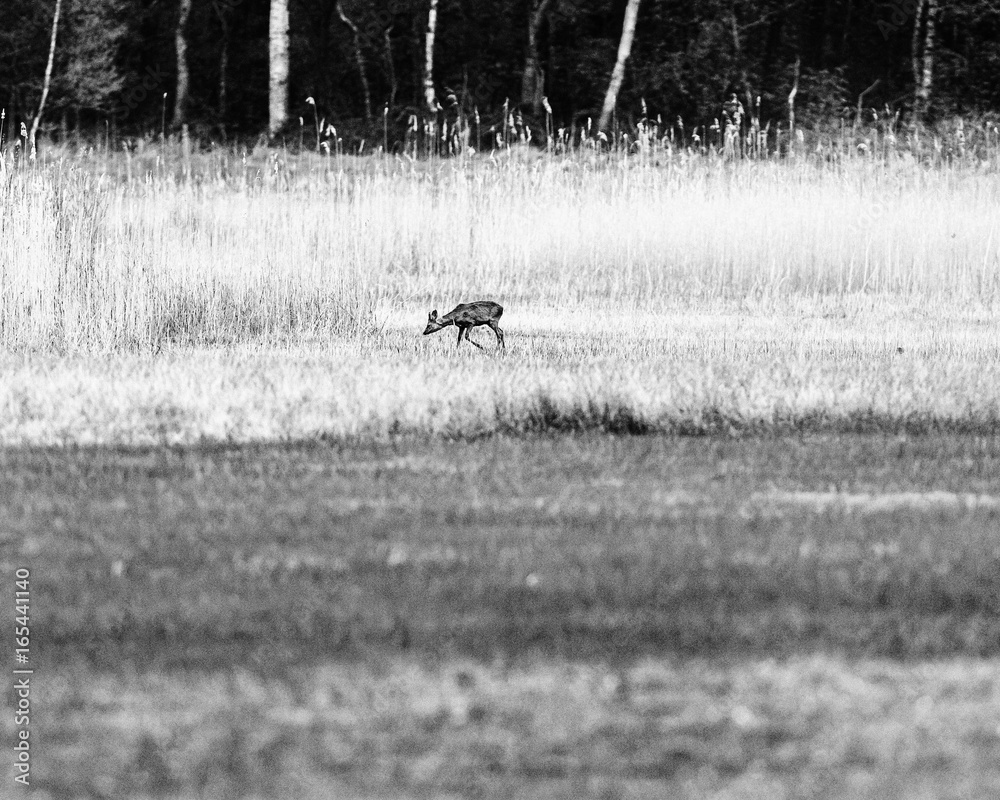 Old black and white photo of roe deer looking for food in marshy meadow with reed. Old black and white photo of roe deer looking for food in marshy meadow with reed.