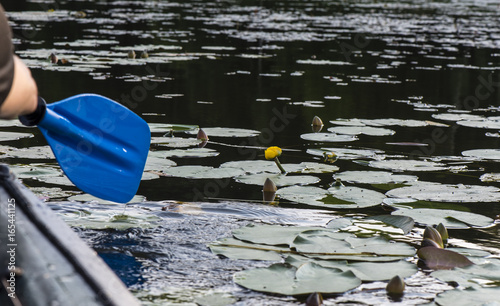 Lily on the lake near the boat photo