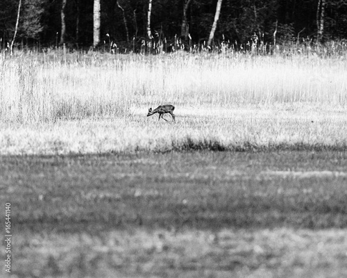 Fototapeta Naklejka Na Ścianę i Meble -  Old black and white photo of roe deer looking for food in marshy meadow with reed.