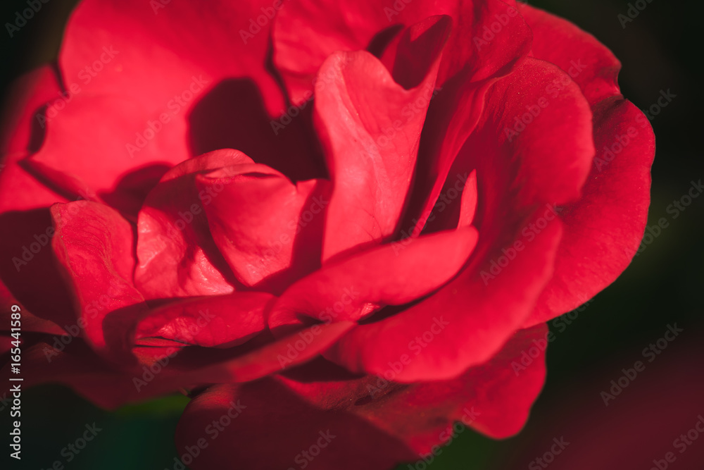 Naklejka premium Scarlet rose flower fragment, macro photo