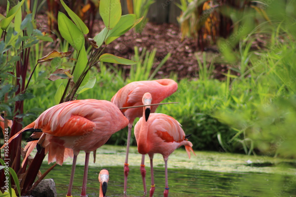 Flamingos in Pond