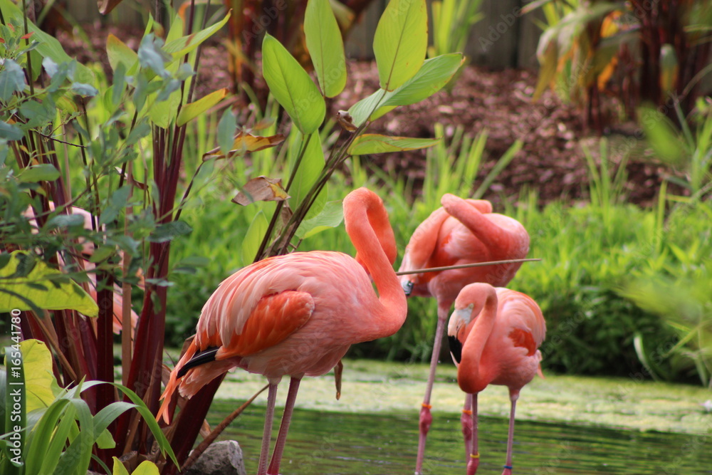 Fototapeta premium Flamingos bathing in pond