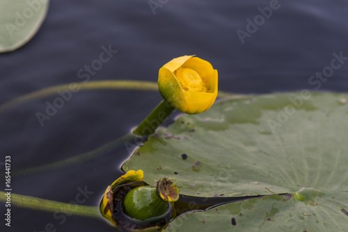 Lily on the lake photo