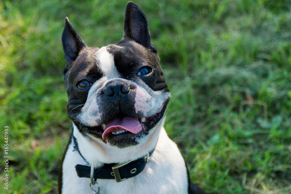 Dog French bulldog portrait outside