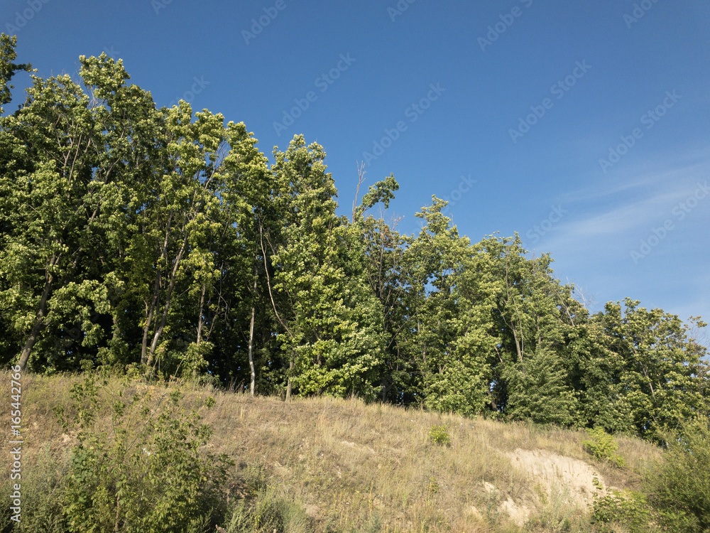 Fototapeta premium green
