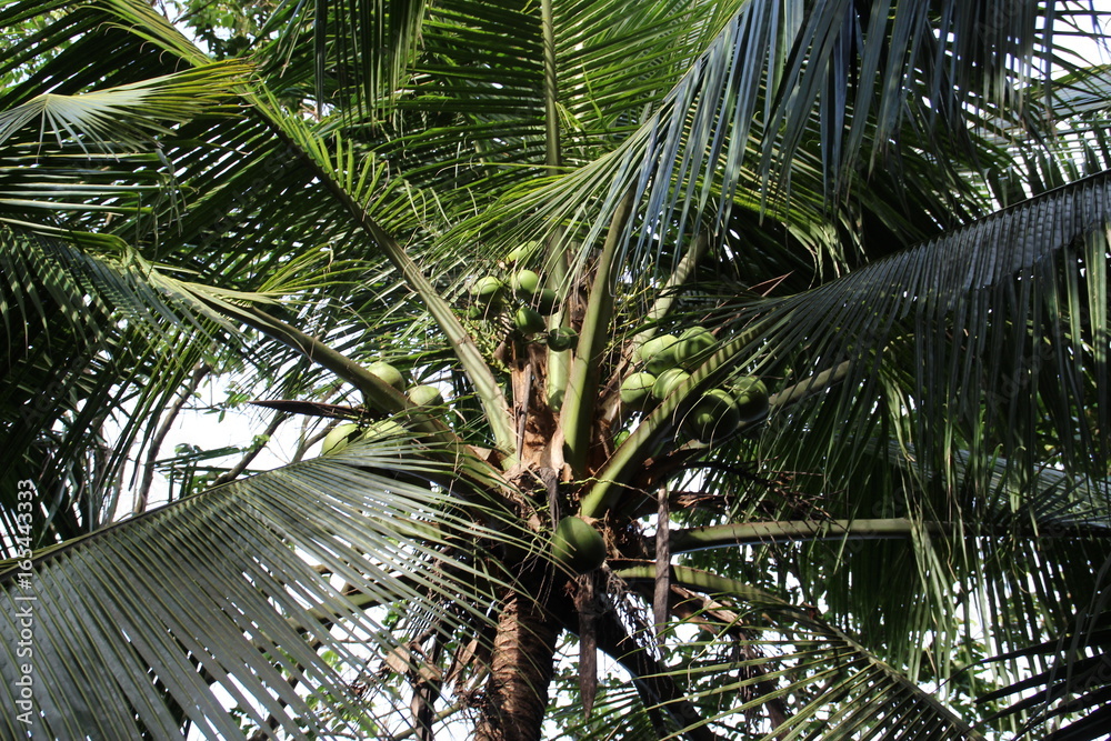 Naklejka premium Costa Rica