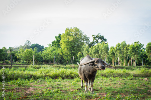 Buffalo in farm at countryside,selective focus.