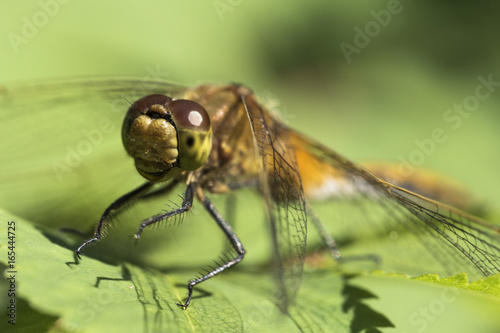 Green darner