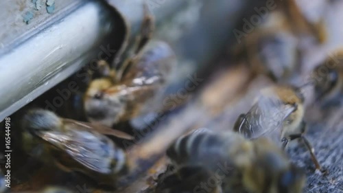 Bees fly from beehive. Bees going in and out of hive. Macro shot. photo