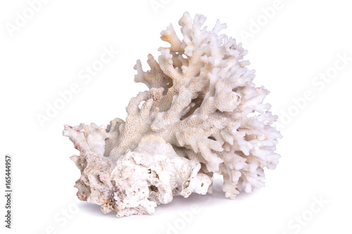 Fototapeta Naklejka Na Ścianę i Meble -  Big marine coral isolated on white background