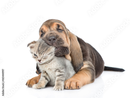 Puppy is chewing the kitten s ear. isolated on white background