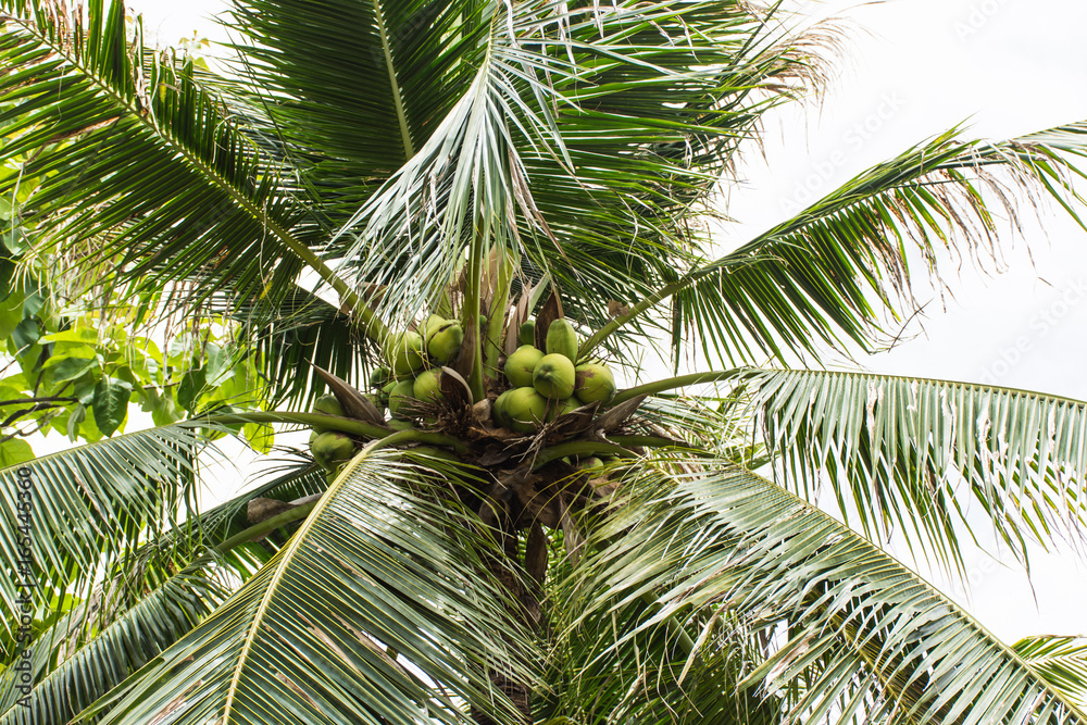 Obraz premium Young coconut on tree,selective focus.