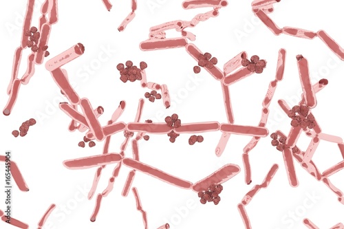 Bacteria Lactobacillus or lactic acid bacteria 3d illustration photo