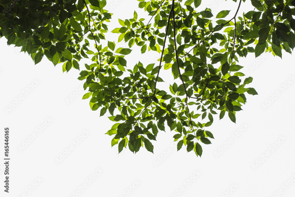 Green tree leave on white in garden,selective focus. Green tree leave on white in garden,selective focus.