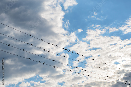 A flock of birds sitting on wires against the beautiful sky