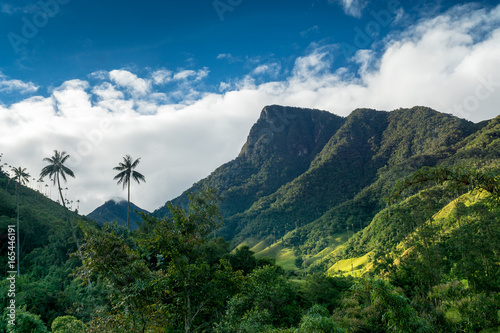 Quindio-Wachspalmen im Valle de Cocora,nahe Salente, Zona Cafetera, Kolumbien