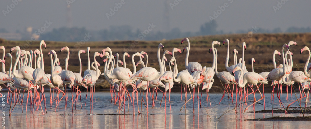 Fototapeta premium Flock of Greater Flamingos at Bhigwan