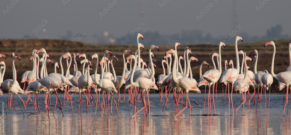 Fototapeta premium Flock of Greater Flamingos at Bhigwan