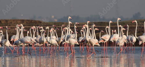 Flock of Greater Flamingos at Bhigwan