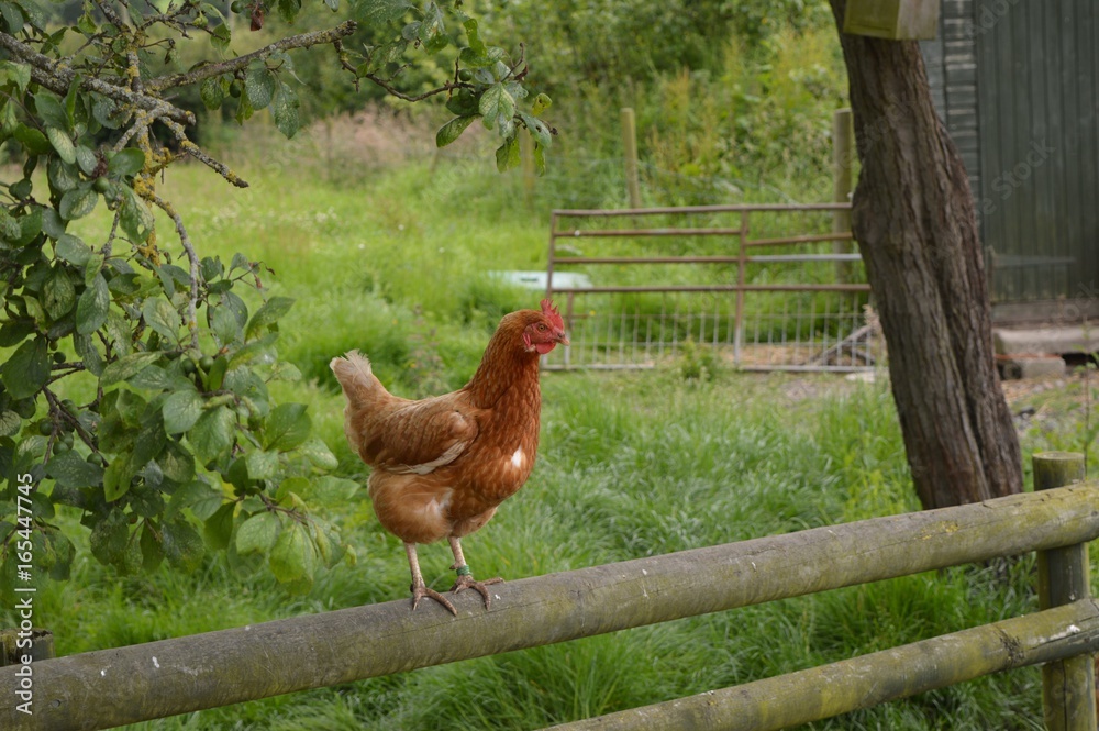 Fototapeta premium Chicken on a wooden fence.