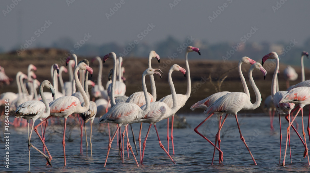 Fototapeta premium Flock of Greater Flamingos at Bhigwan