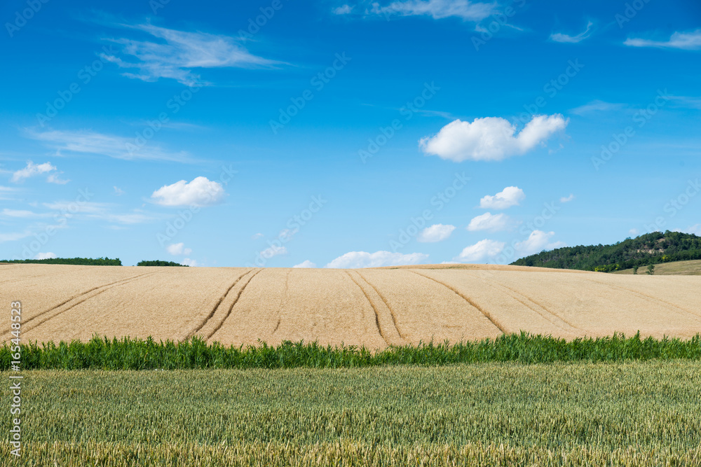 Fototapeta premium wheat land.