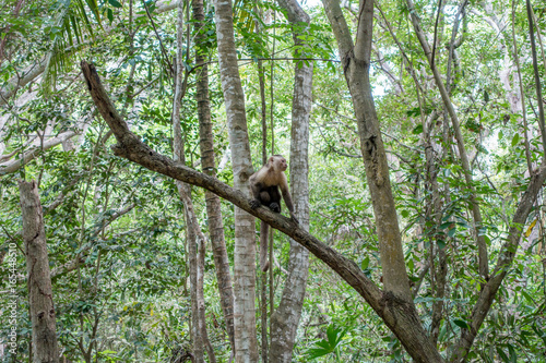Titi-Äffchen im Trockenwald des Tayrona Nationalpark, Kolumbien © schame87