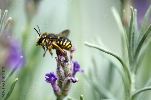 Große Wollbiene photo