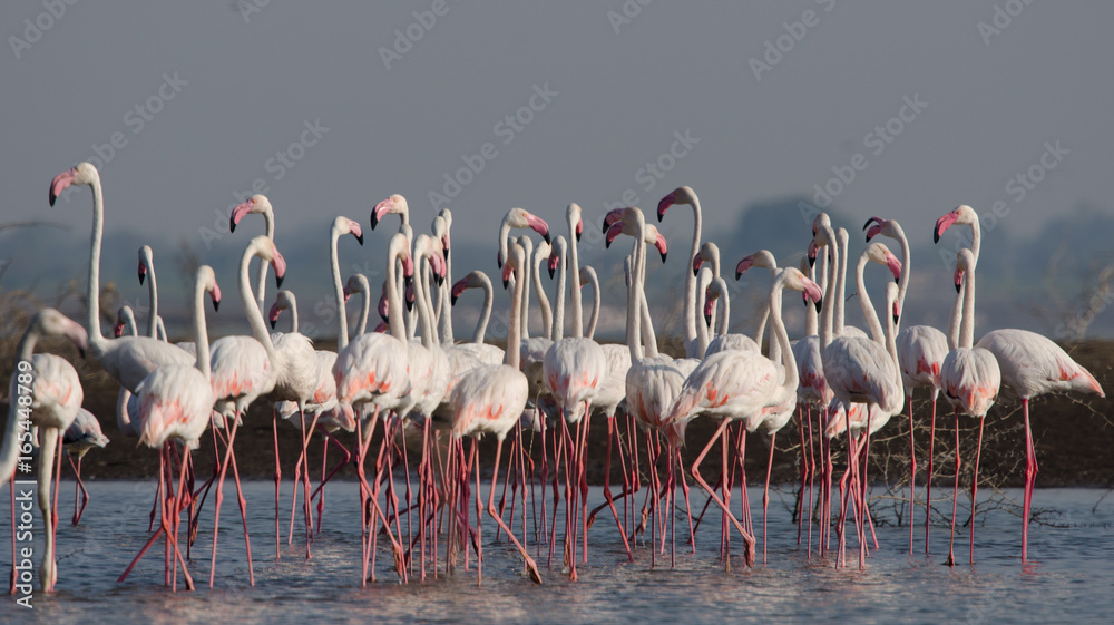 Fototapeta premium Flock of Greater Flamingos at Bhigwan