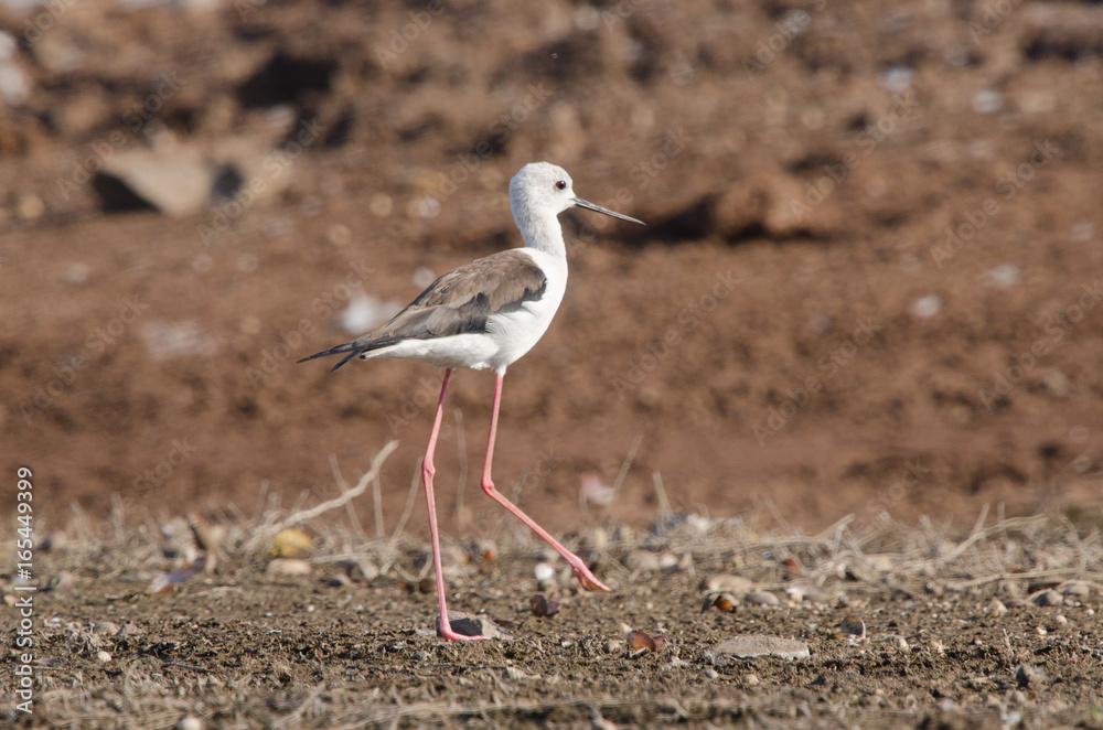 Fototapeta premium Black-winged Stilt