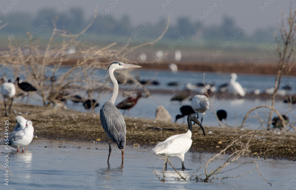Fototapeta premium Grey Heron