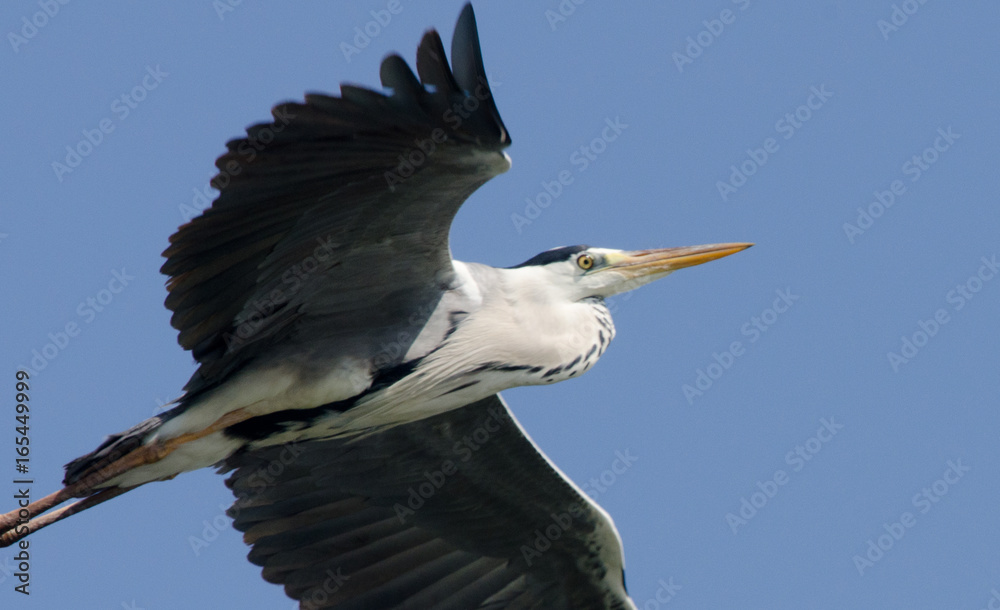 Fototapeta premium Grey Heron