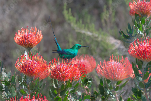 malachite Sun Bird . This bird has a great love for proteas .