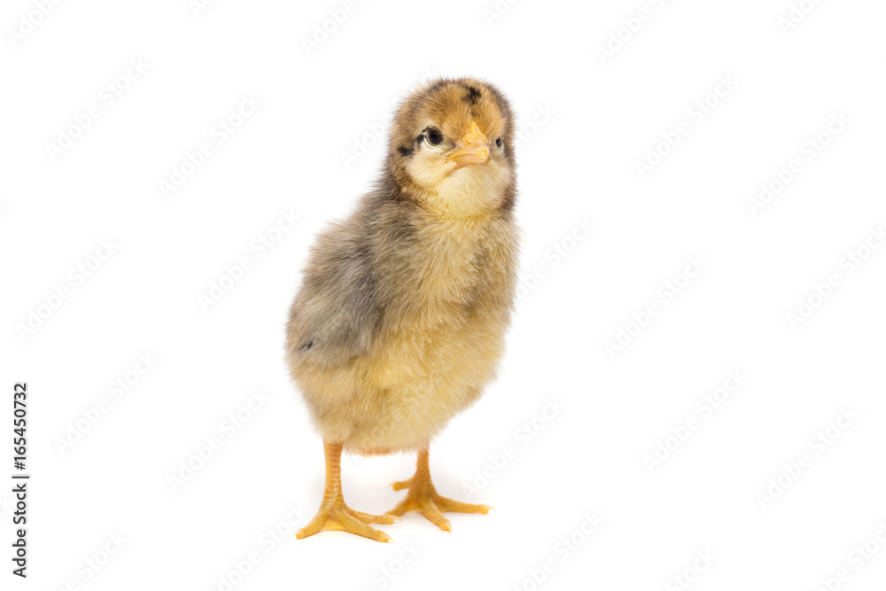 Fototapeta premium Chicken on white background