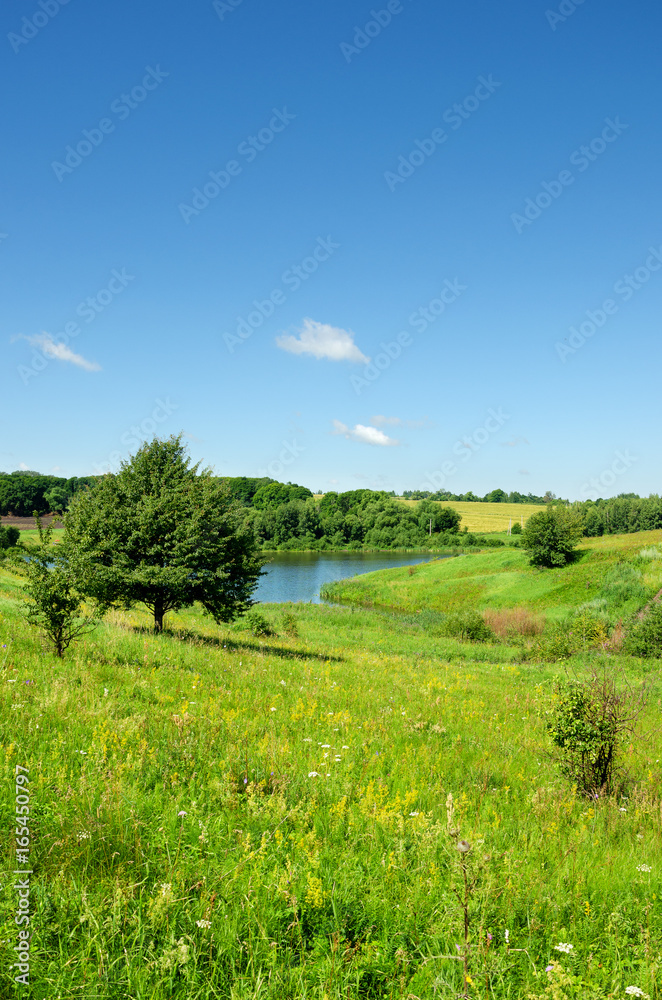 Sunny summer scene