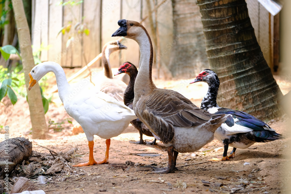 Obraz premium Ducks and geese