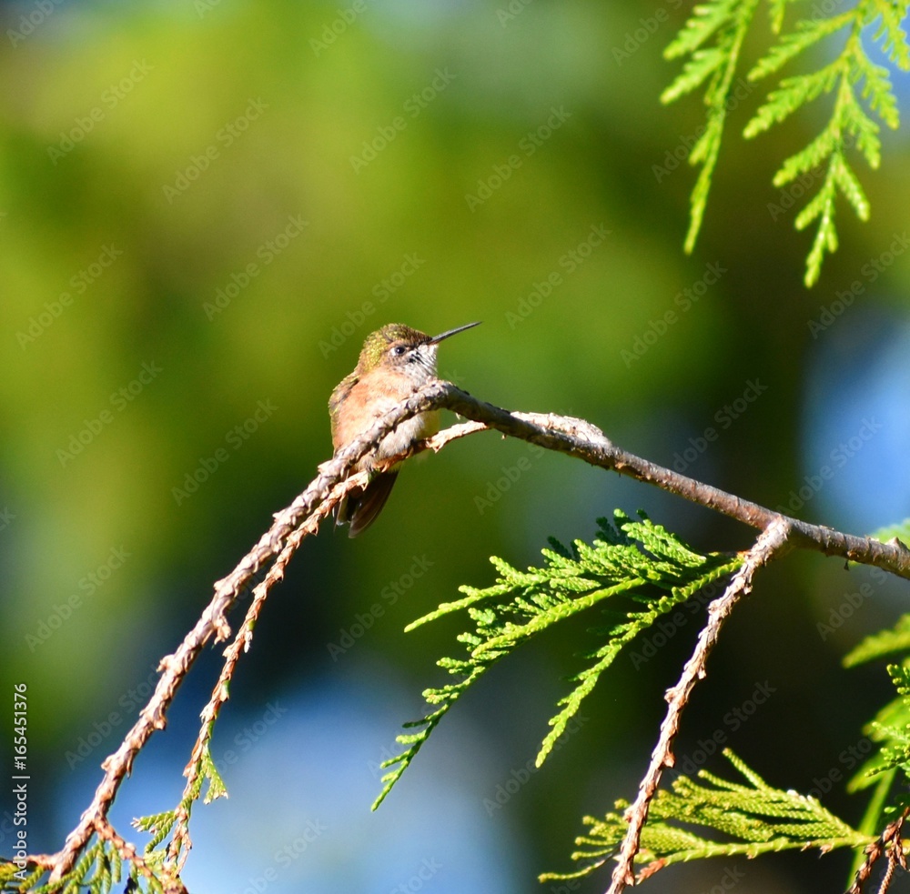 Fototapeta premium Hummingbird perched on cedar branch