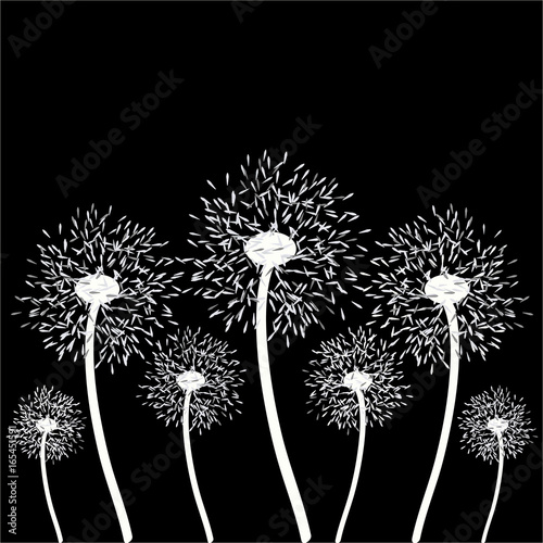Dandelion seeds isolated on black backgrounad. Vector illustration.